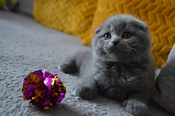 mała kotka rasy scottish fold