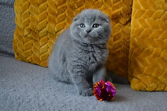 mała kotka rasy scottish fold