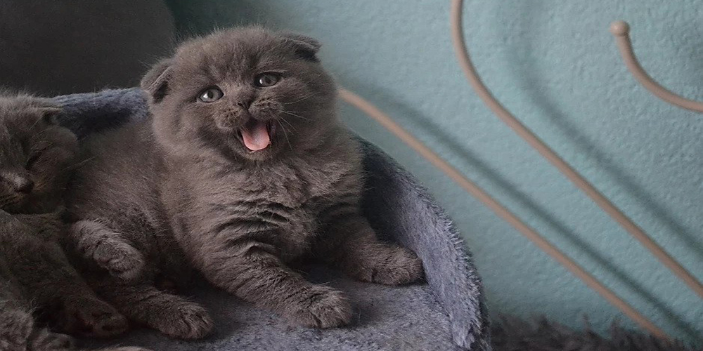 mały kot rasy scottish fold