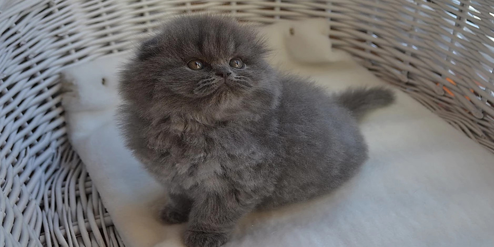 mały kot rasy scottish fold