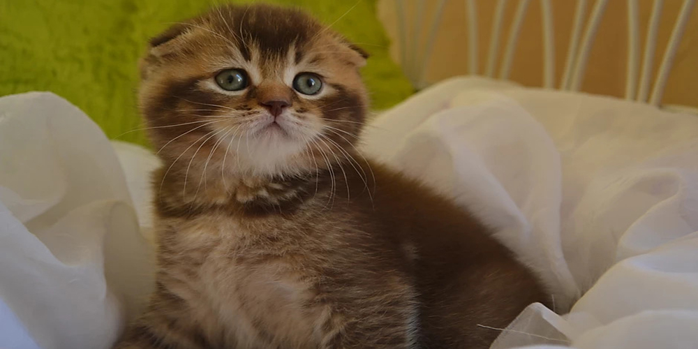 mały kot rasy scottish fold